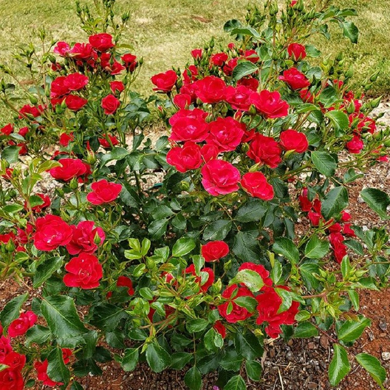 Rosa 'Flower Carpet Mini Cherry'