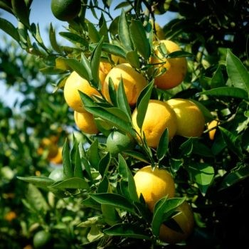 Citrus sinensis - Delfino Blood Orange
