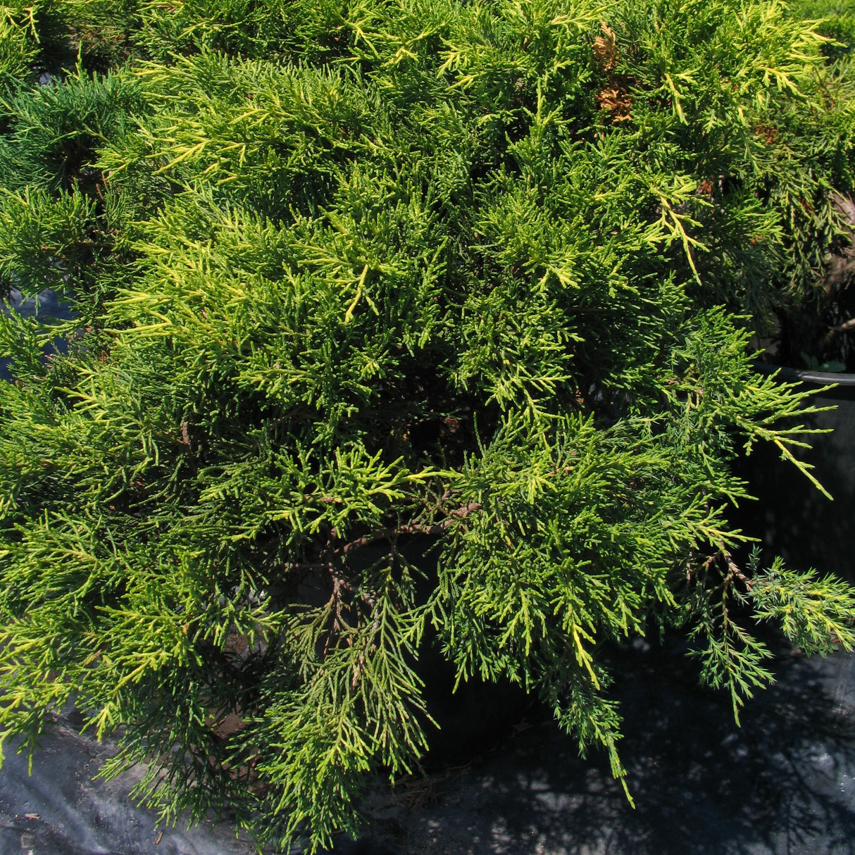 Juniperus chinensis pftizeriana 'Aurea'