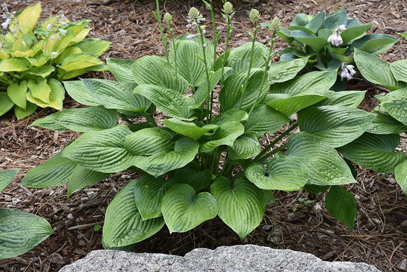 Hosta 'Blue Hawaii'