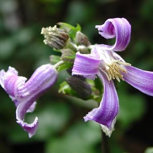 Clematis 'China Purple'