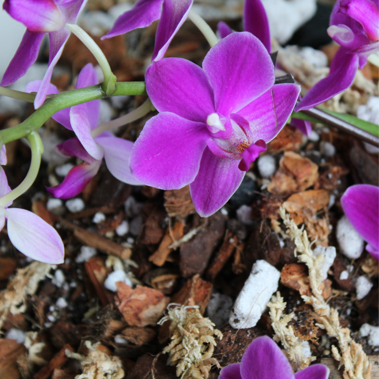 Orchid blend- Potting media