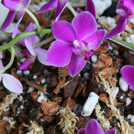 Orchid blend- Potting media
