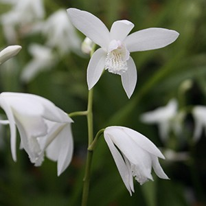 Bletilla striata 'Alba