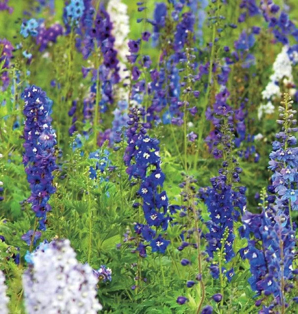 Delphinium - Rocket Larkspur