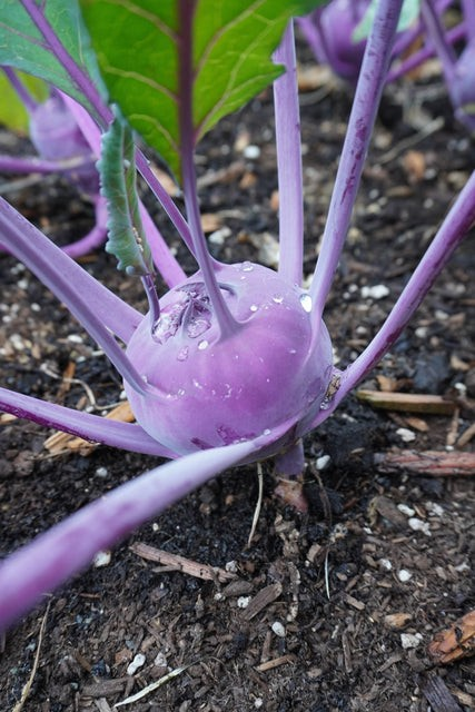 Kohlrabi - Azur Star Organic