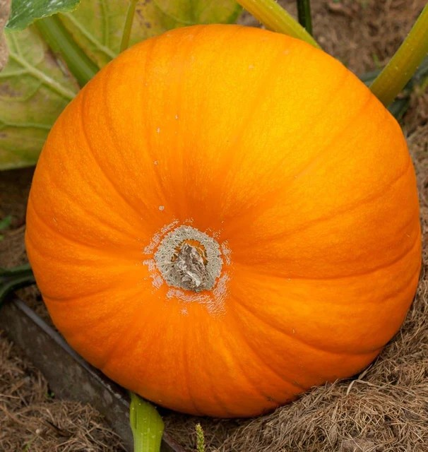 Pumpkins - Neon
