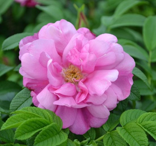 Rosa 'Pink Pavement'