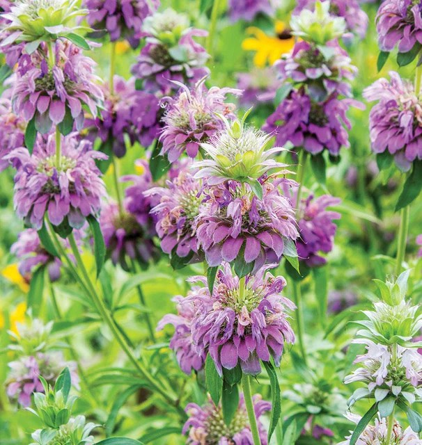 Bergamot - Lemon Bergamot
