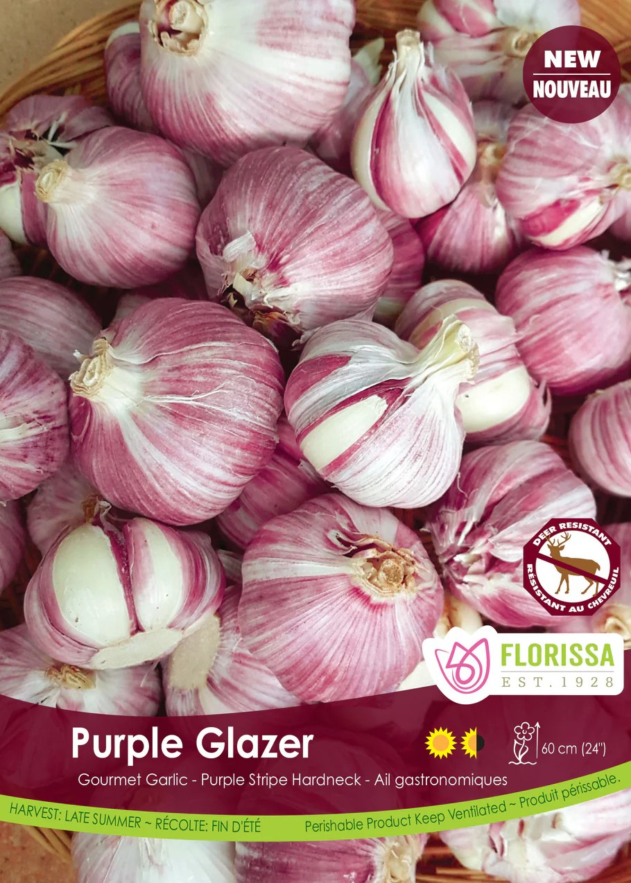 Garlic