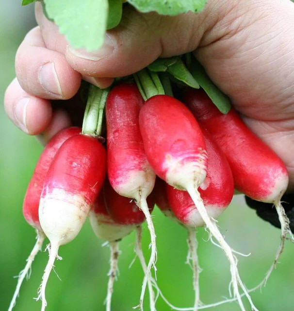 Radish - French Breakfast - Seed Tape