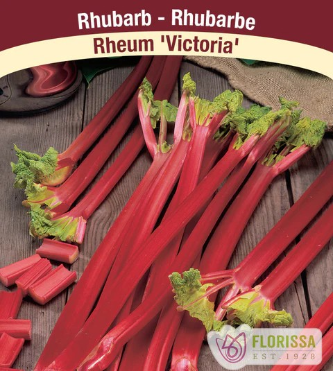Pkg.1 RHUBARB 'Victoria'