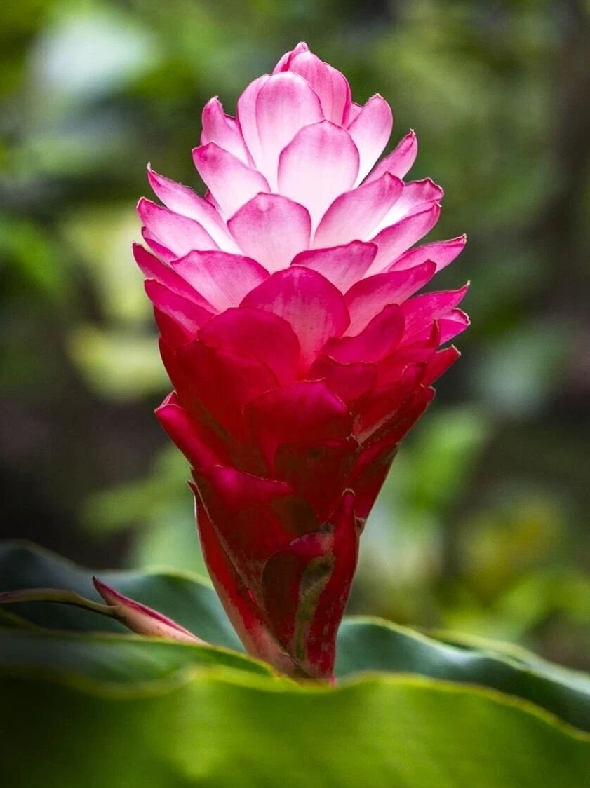 Alpinia purpurata 'Hot Pink'