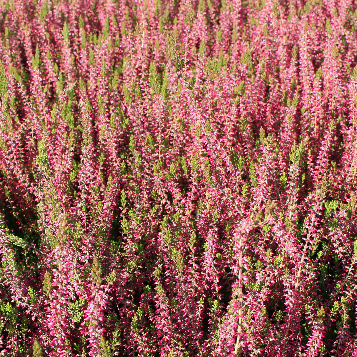 Calluna vulgaris 'Angie'