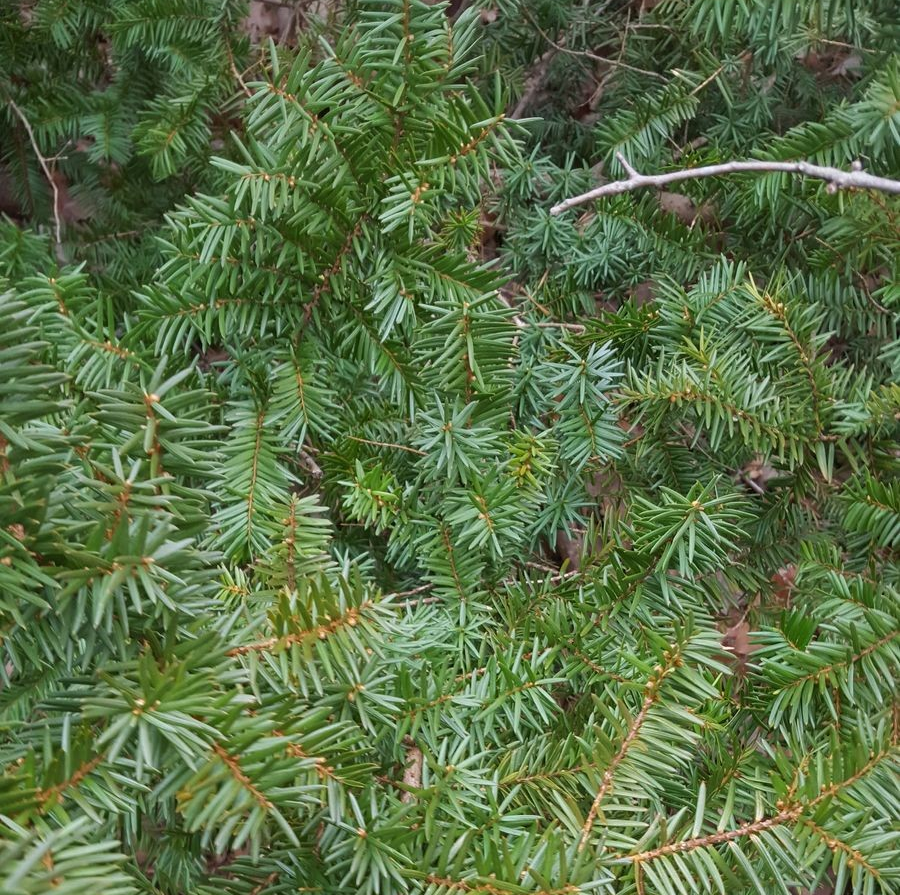 Taxus canadensis 'Marshall'