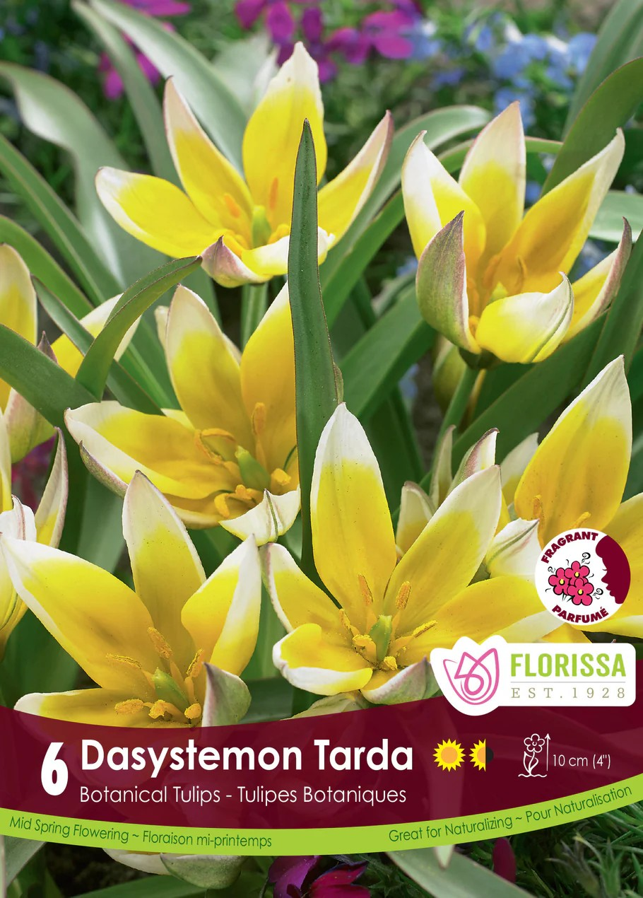 Tulipa 'Dasystemon Tarda'