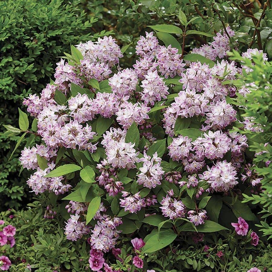 Deutzia 'Raspberry Sundae'