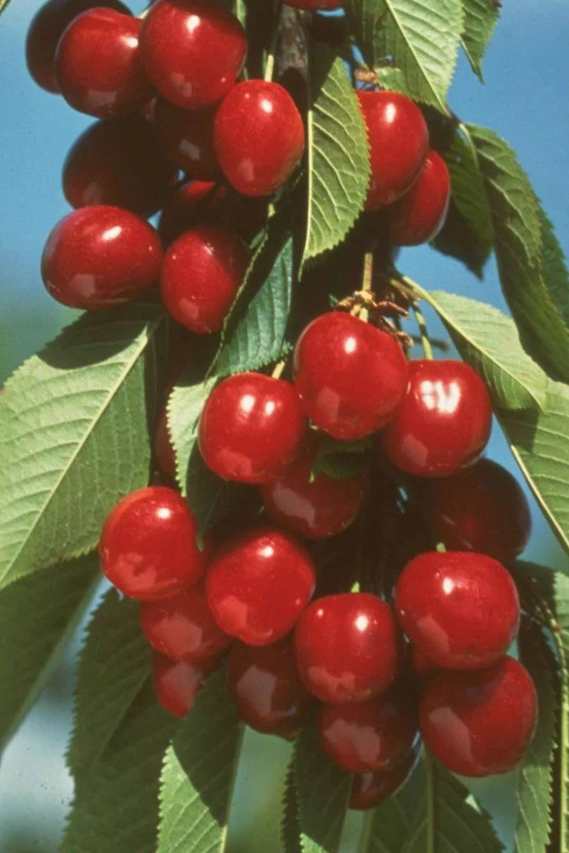 Cherry - Prunus avium 'Early Burlat'