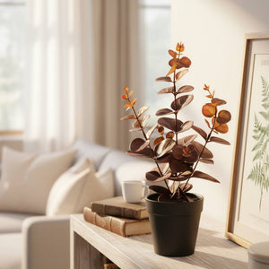 Decorative Plant- Eucalyptus