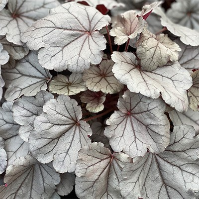 Heuchera 'Silverberry'