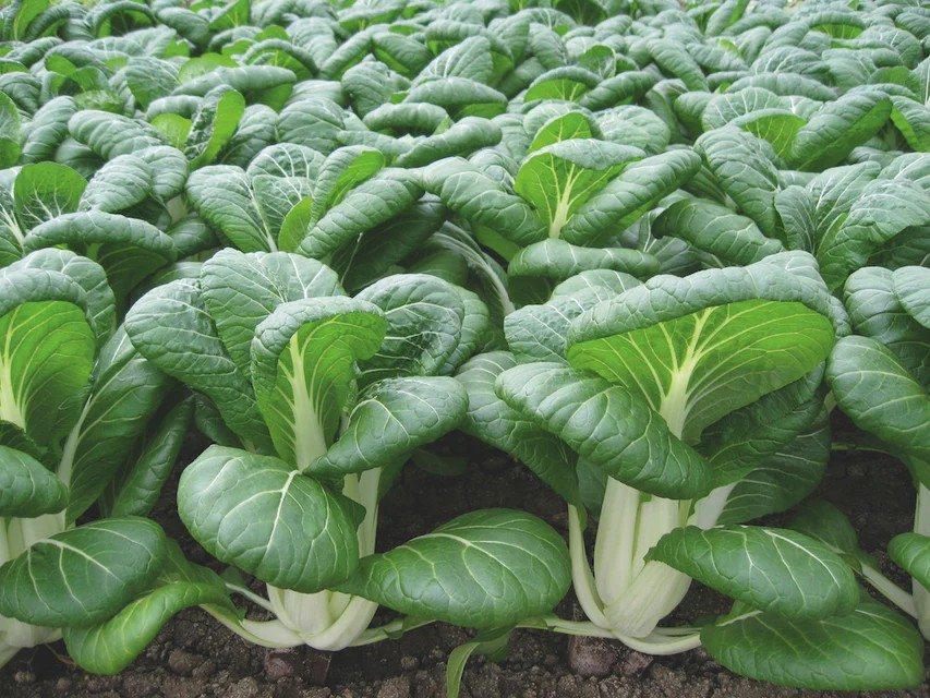 Pac Choi - Bopak F1 Organic