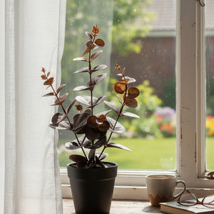 Decorative Plant- Eucalyptus
