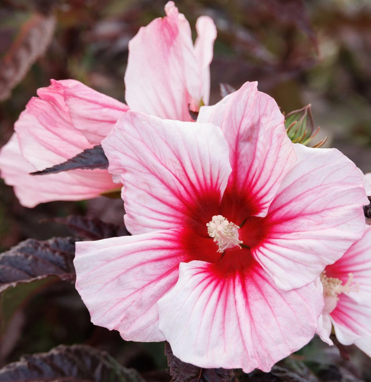 Hibiscus 'Moonshadow Rosita'
