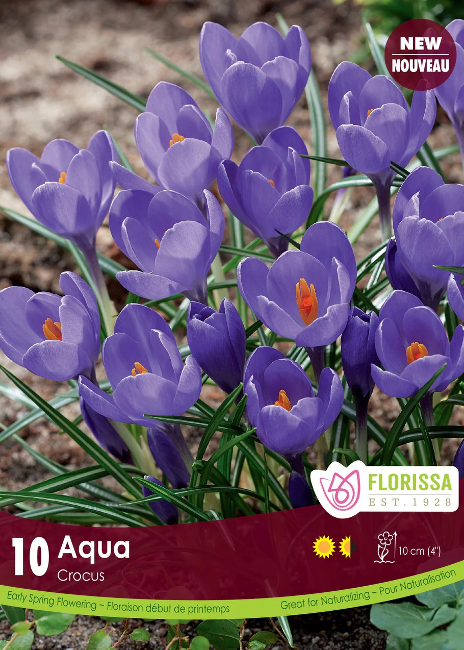 Crocus vernus 'Aqua'