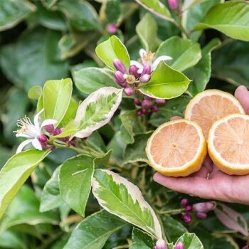 Citrus limon - Variegated Pink Lemon
