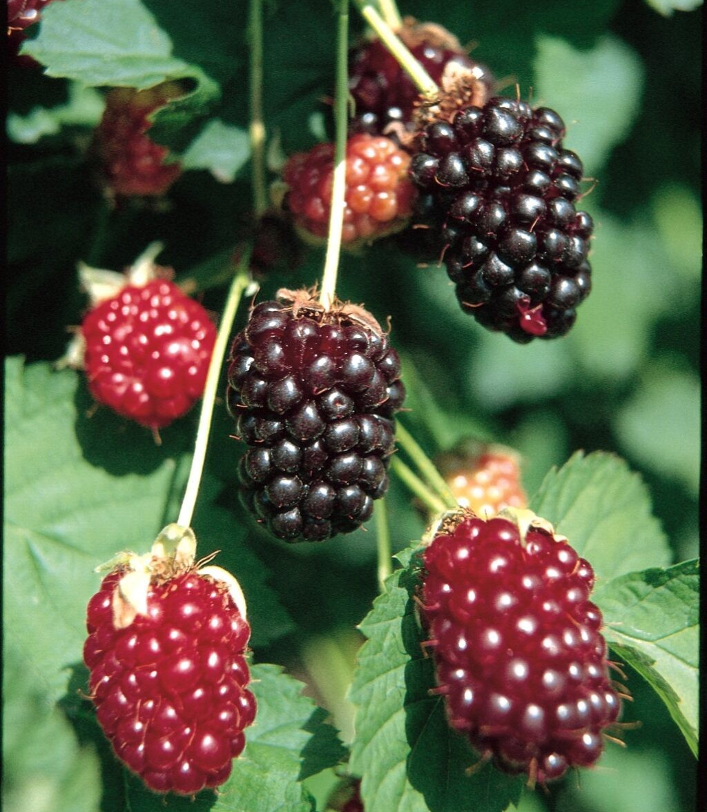 Rubus ursinus x Rubus idaeus