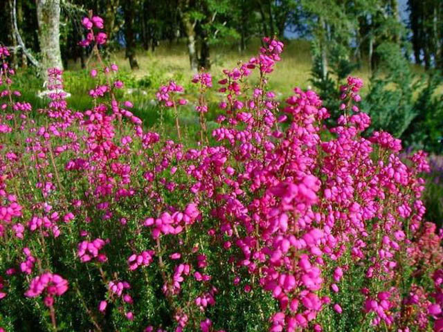 Erica cinerea 'C.D. Eason'