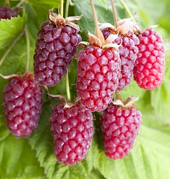 Rubus loganobaccus
