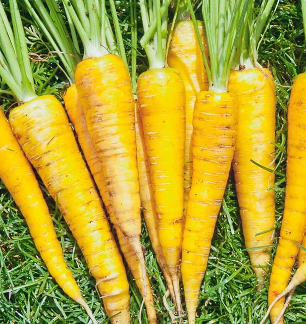Carrot - Yellowstone Coated Organic