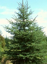 Picea glauca 'Montrose Charm'