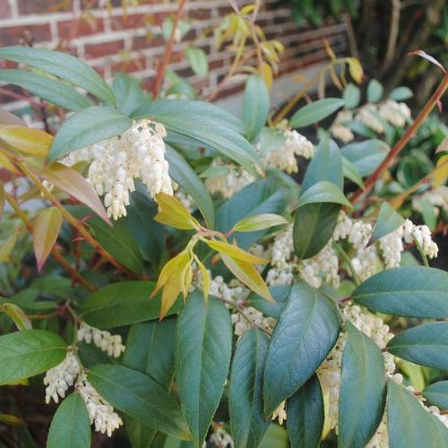 Leucothoe fontanesiana 'Nana'