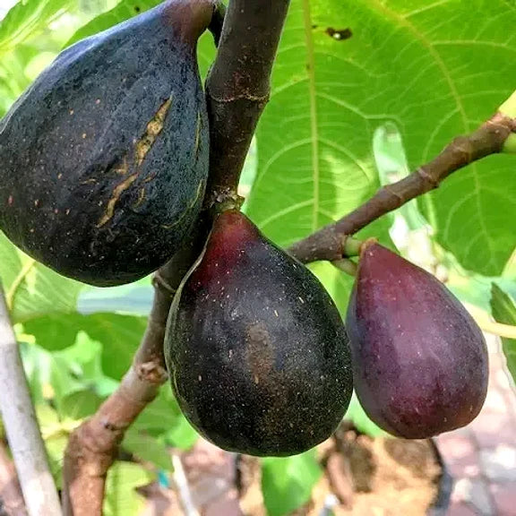 Ficus carica 'Black Mission'