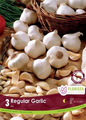 Garlic