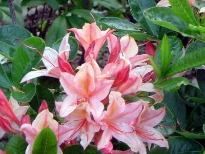 Azalea viscosa 'Antelope'