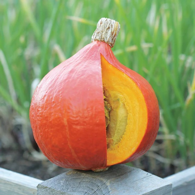 Squash - Uchiki Red Kuri Certified Organic
