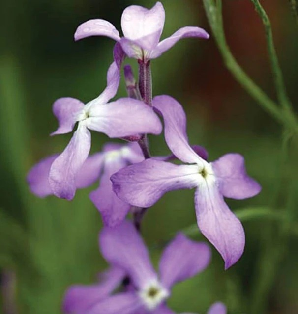 Stocks - Night Scented Stocks