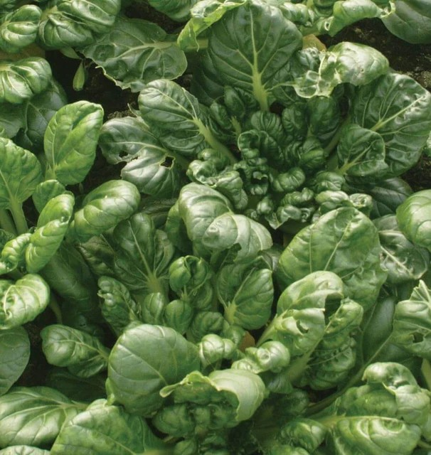 Bok Choi - Tah Tsai