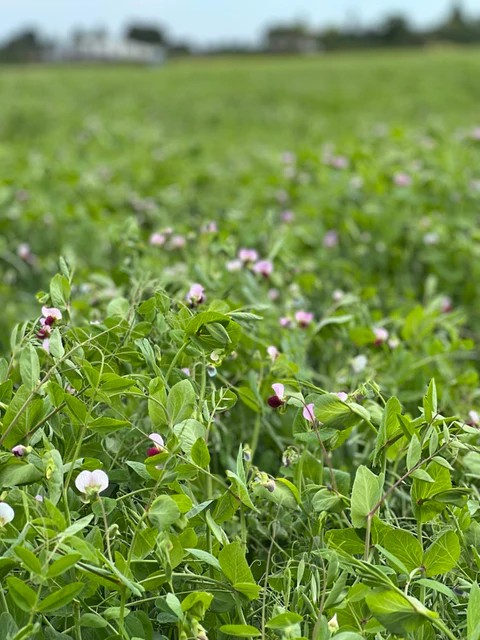 Cover Crops - Fall Soil Builder Blend