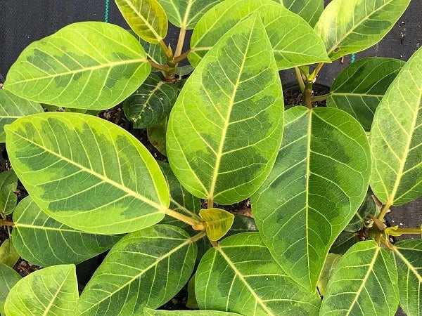 Ficus altissima 'Yellow Gem'