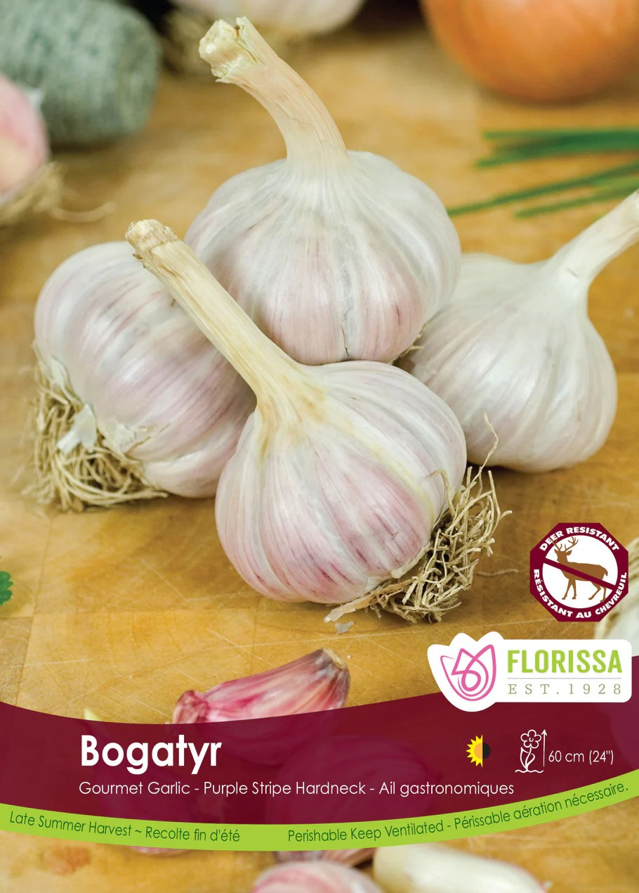 Garlic