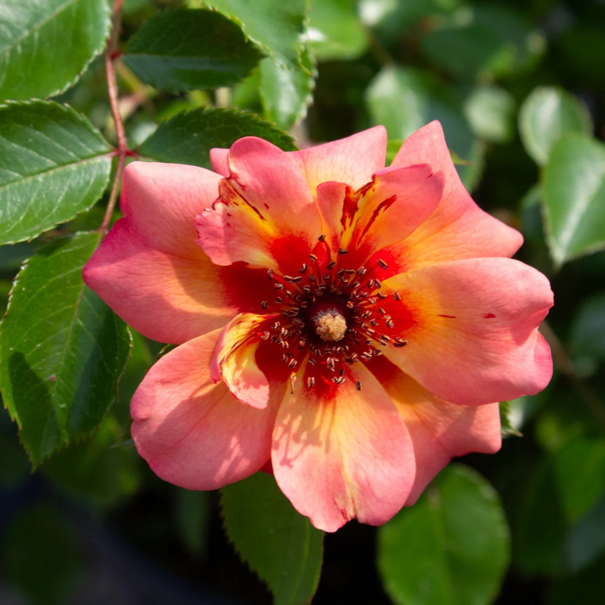 Rosa 'Flower Carpet Peach'