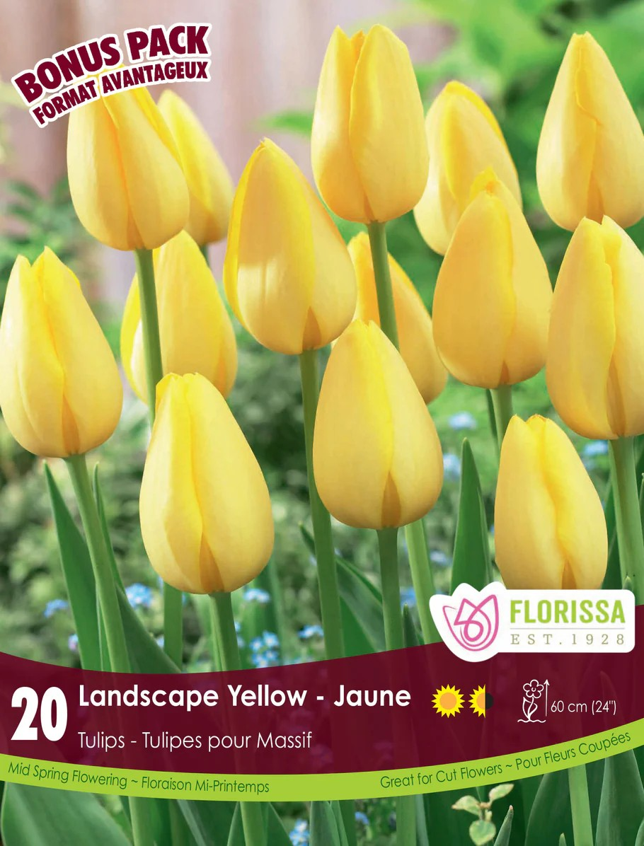 Landscape Yellow Tulip - Bonus Pack