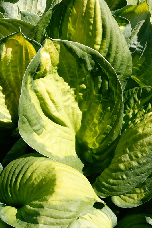 Hosta 'Captain Kirk'