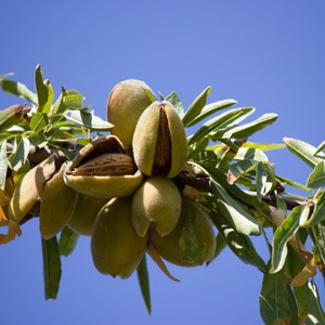 Almond - Prunus dulcis 'Hall's Hardy'