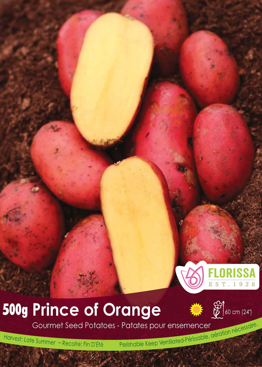 POTATOES- Gourmet Prince of Orange