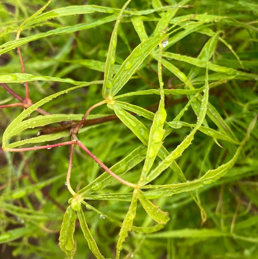 Acer palmatum 'Kinshi'